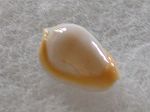 MARGINELLA CINCTA